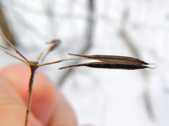 Osmorhiza longistylis