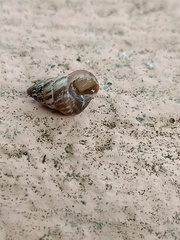 Cochlicella