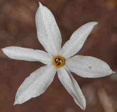 Narcissus deficiens