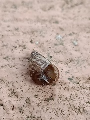 Cochlicella
