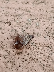 Cochlicella