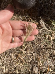 Chloris verticillata