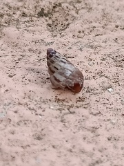 Cochlicella