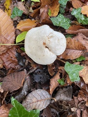 Lactarius glyciosmus