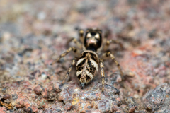 Salticus scenicus