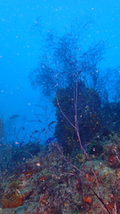 Macrorhynchia clarkei