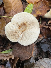 Lactarius glyciosmus