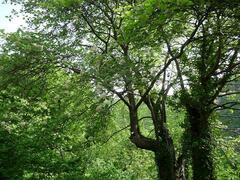 Karpatiosorbus admonitor