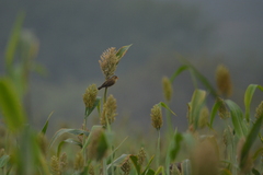 Ploceus philippinus