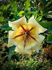 Solandra maxima