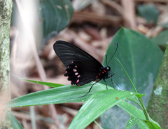 Parides lysander