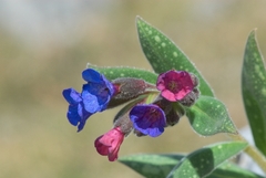 Pulmonaria saccharata