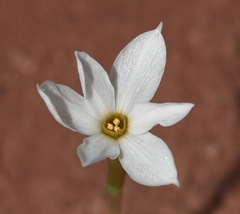 Narcissus deficiens