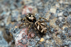 Salticus scenicus