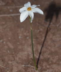 Narcissus deficiens