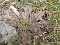 Plantago spathulata