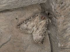 Protorthodes melanopis
