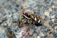 Salticus scenicus