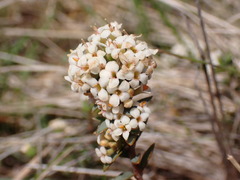 Pimelea oreophila