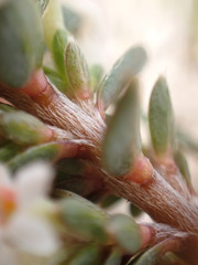 Pimelea oreophila
