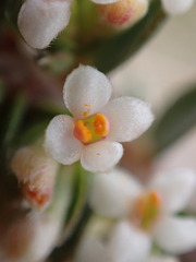 Pimelea oreophila