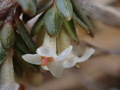 Pimelea oreophila