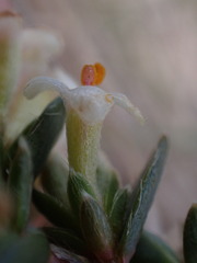 Pimelea oreophila