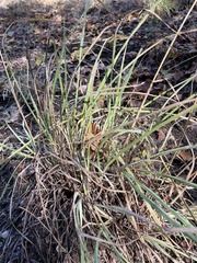 Carex lyngbyei