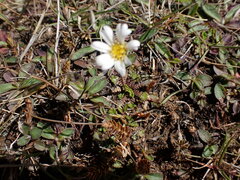 Brachyscome sinclairii