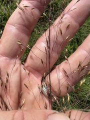 Sporobolus osceolensis