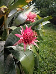 Aechmea fasciata