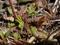 Brachyscome sinclairii