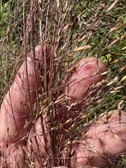 Sporobolus osceolensis