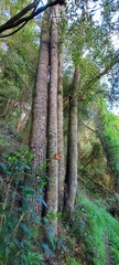 Sophora microphylla
