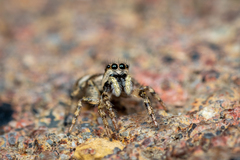 Salticus scenicus