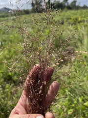 Sporobolus osceolensis