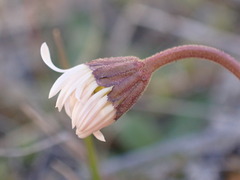 Brachyscome sinclairii