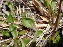 Brachyscome sinclairii