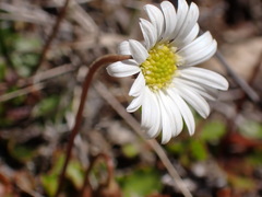 Brachyscome sinclairii