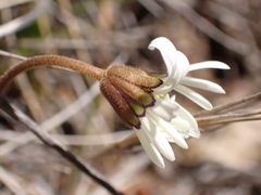 Brachyscome sinclairii