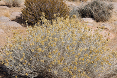 Ericameria nauseosa hololeuca