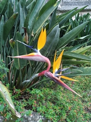 Strelitzia juncea