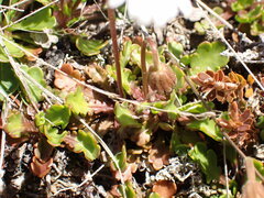 Brachyscome sinclairii