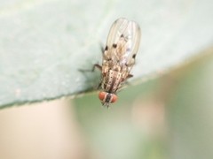 Anthomyia punctipennis