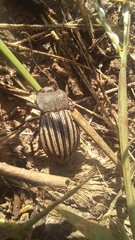 Pelecyphorus scutellaris