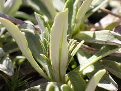 Celmisia angustifolia