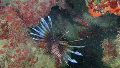 Pterois volitans