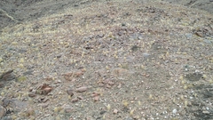 Equus zebra hartmannae