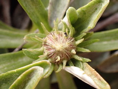Celmisia angustifolia