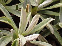 Celmisia angustifolia